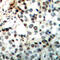 CAMP Responsive Element Binding Protein 1 antibody, abx133037, Abbexa, Western Blot image 