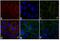Rabbit IgG antibody, A-21109, Invitrogen Antibodies, Immunofluorescence image 