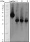 Apolipoprotein M antibody, 32-112, ProSci, Enzyme Linked Immunosorbent Assay image 