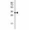 Autophagy Related 5 antibody, F53143-0.4ML, NSJ Bioreagents, Western Blot image 