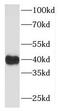 Microtubule Associated Protein 9 antibody, FNab04986, FineTest, Western Blot image 
