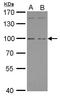 G Protein-Coupled Receptor Class C Group 6 Member A antibody, LS-C185957, Lifespan Biosciences, Western Blot image 