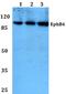 Myk1 antibody, A00690-2, Boster Biological Technology, Western Blot image 