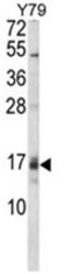 Growth Arrest And DNA Damage Inducible Alpha antibody, AP18028PU-N, Origene, Western Blot image 
