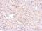 Glutathione S-Transferase Pi 1 antibody, NBP2-16757, Novus Biologicals, Immunohistochemistry frozen image 