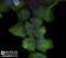 Keratin 5 antibody, NBP2-61931, Novus Biologicals, Immunofluorescence image 