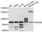 Phosphodiesterase 4B antibody, STJ112234, St John