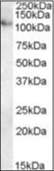 ATPase 13A1 antibody, orb375362, Biorbyt, Western Blot image 