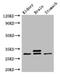Secretagogin antibody, A63382-100, Epigentek, Western Blot image 