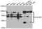 Synaptotagmin Binding Cytoplasmic RNA Interacting Protein antibody, STJ29299, St John