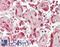 Ras Related GTP Binding C antibody, LS-B14697, Lifespan Biosciences, Immunohistochemistry paraffin image 