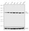 Tousled Like Kinase 1 antibody, 720397, Invitrogen Antibodies, Western Blot image 