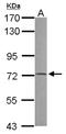 Proline Dehydrogenase 1 antibody, NBP2-19940, Novus Biologicals, Western Blot image 