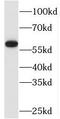 TATA-Box Binding Protein Associated Factor, RNA Polymerase I Subunit B antibody, FNab08481, FineTest, Western Blot image 