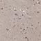 Eomesodermin homolog antibody, NBP1-80699, Novus Biologicals, Immunohistochemistry paraffin image 