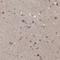 EOMES antibody, NBP1-80699, Novus Biologicals, Immunohistochemistry paraffin image 