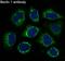 Beclin 1 antibody, M00327, Boster Biological Technology, Immunofluorescence image 