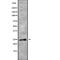 RAB28, Member RAS Oncogene Family antibody, PA5-68303, Invitrogen Antibodies, Western Blot image 