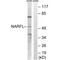 Cytosolic Iron-Sulfur Assembly Component 3 antibody, A07623, Boster Biological Technology, Western Blot image 