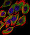 Glutathione S-Transferase Pi 1 antibody, A00394-2, Boster Biological Technology, Immunofluorescence image 