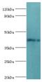 Thymine DNA Glycosylase antibody, LS-C377570, Lifespan Biosciences, Western Blot image 