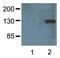 Glutathione-S-Transferase Tag antibody, NBP2-37825, Novus Biologicals, Western Blot image 