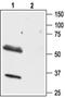 Orexin receptor 1 antibody, PA5-77566, Invitrogen Antibodies, Western Blot image 