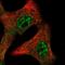 Interleukin 15 antibody, NBP2-55162, Novus Biologicals, Immunocytochemistry image 