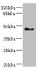 SH3 Domain Containing GRB2 Like, Endophilin B2 antibody, LS-C676484, Lifespan Biosciences, Western Blot image 