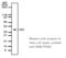 CAMP Responsive Element Binding Protein 1 antibody, ADI-KAM-TF030-E, Enzo Life Sciences, Western Blot image 