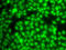 Zinc Finger Protein 264 antibody, LS-C349079, Lifespan Biosciences, Immunofluorescence image 
