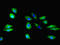 Sphingosine-1-Phosphate Receptor 1 antibody, orb350684, Biorbyt, Immunofluorescence image 