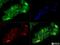 Toll Like Receptor Adaptor Molecule 1 antibody, NB120-13810, Novus Biologicals, Immunocytochemistry image 