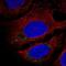 Consortin, Connexin Sorting Protein antibody, NBP2-58901, Novus Biologicals, Immunofluorescence image 