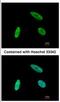 SNW Domain Containing 1 antibody, NBP2-20440, Novus Biologicals, Immunofluorescence image 