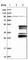 Immunoglobulin Binding Protein 1 antibody, HPA001004, Atlas Antibodies, Western Blot image 