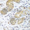 Complement Factor D antibody, A8117, ABclonal Technology, Immunohistochemistry paraffin image 