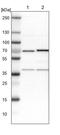 Activating signal cointegrator 1 antibody, PA5-53458, Invitrogen Antibodies, Western Blot image 