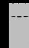 Ras Related GTP Binding C antibody, 202853-T36, Sino Biological, Western Blot image 