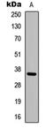 Adenosine receptor A3 antibody, LS-C354523, Lifespan Biosciences, Western Blot image 