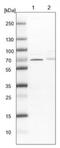 CDK5 Regulatory Subunit Associated Protein 3 antibody, NBP1-86779, Novus Biologicals, Western Blot image 