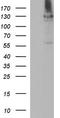 Autophagy And Beclin 1 Regulator 1 antibody, TA590501, Origene, Western Blot image 