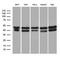 GA Binding Protein Transcription Factor Subunit Beta 1 antibody, LS-C792732, Lifespan Biosciences, Western Blot image 