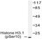 Histone H3 antibody, AP20893PU-N, Origene, Western Blot image 