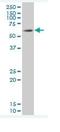 SRY-Box 9 antibody, ab76997, Abcam, Western Blot image 