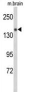 Semaphorin 5A antibody, abx031646, Abbexa, Western Blot image 