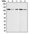 Death Domain Associated Protein antibody, MBS820499, MyBioSource, Western Blot image 