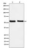 Kruppel Like Factor 10 antibody, M03419, Boster Biological Technology, Western Blot image 