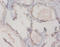 GC Vitamin D Binding Protein antibody, A57866-100, Epigentek, Immunohistochemistry paraffin image 