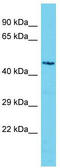 Ssu-2 Homolog antibody, TA332145, Origene, Western Blot image 